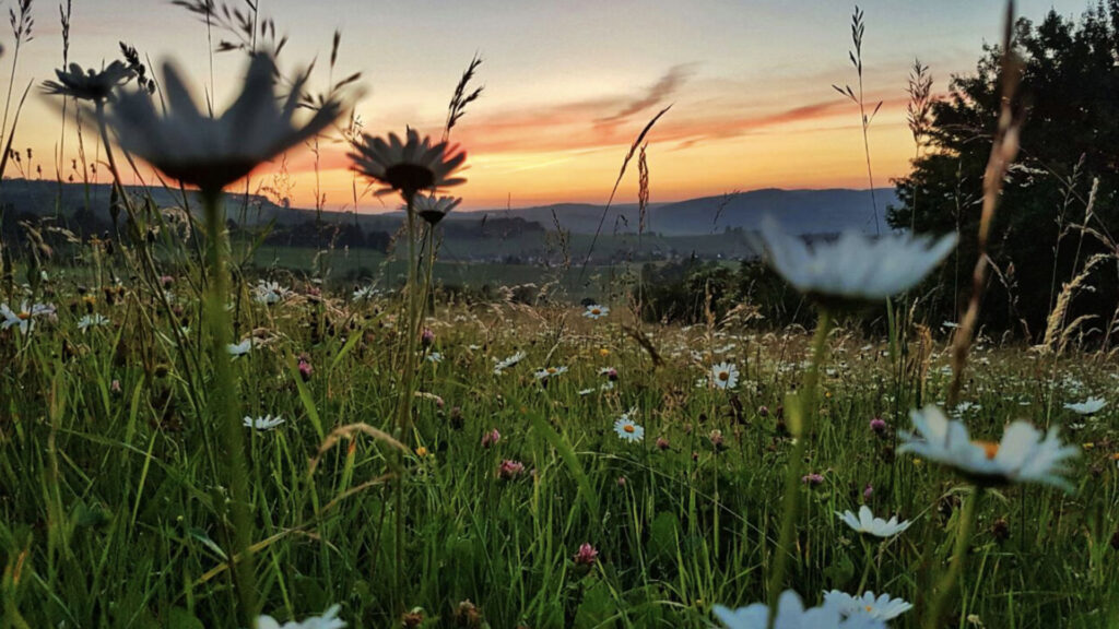 Die Wiese